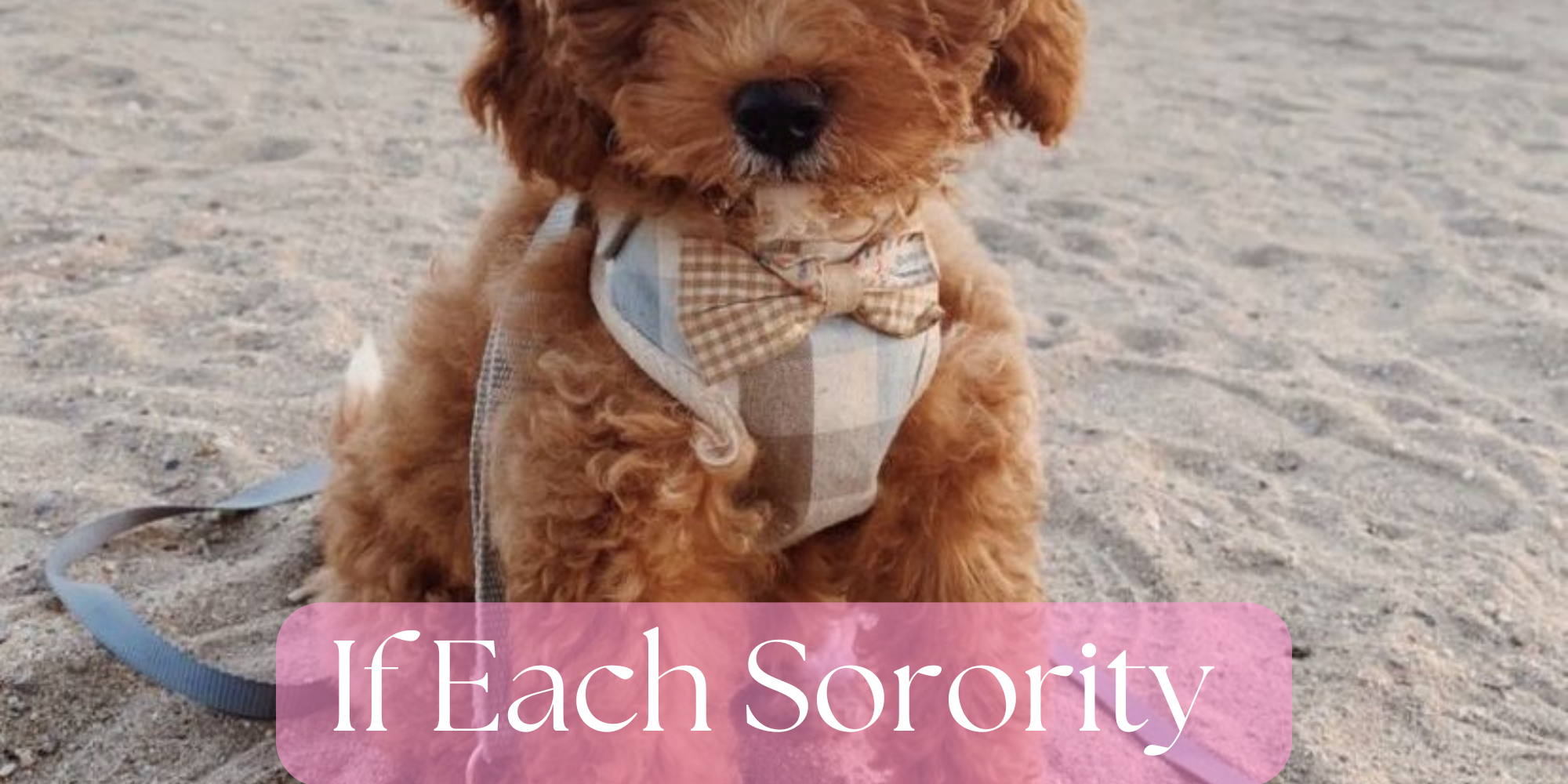 🐶Sorority Dogs: If Every Chapter Had a Mascot with Four Legs and a Whole Lot of Personality