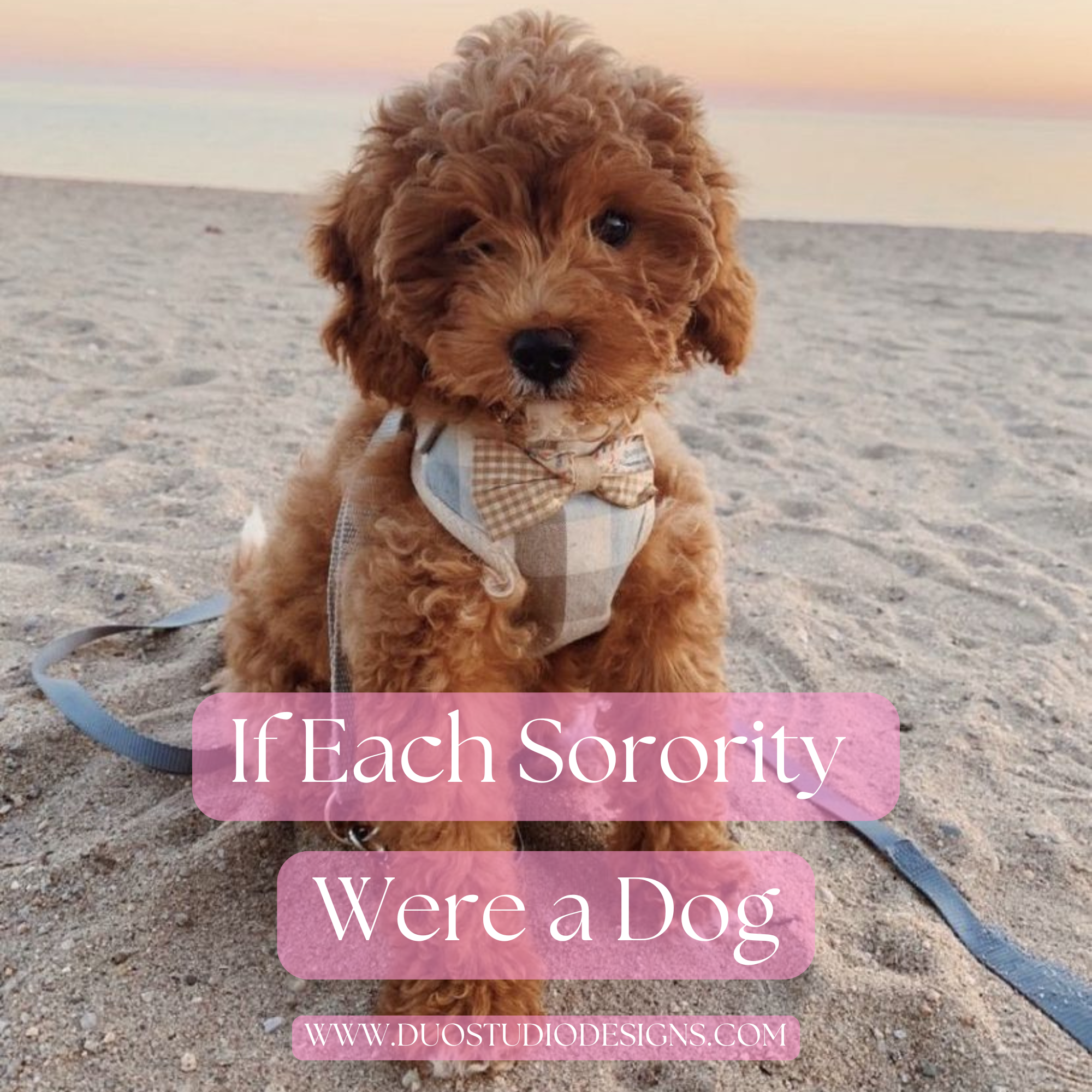 🐶Sorority Dogs: If Every Chapter Had a Mascot with Four Legs and a Whole Lot of Personality