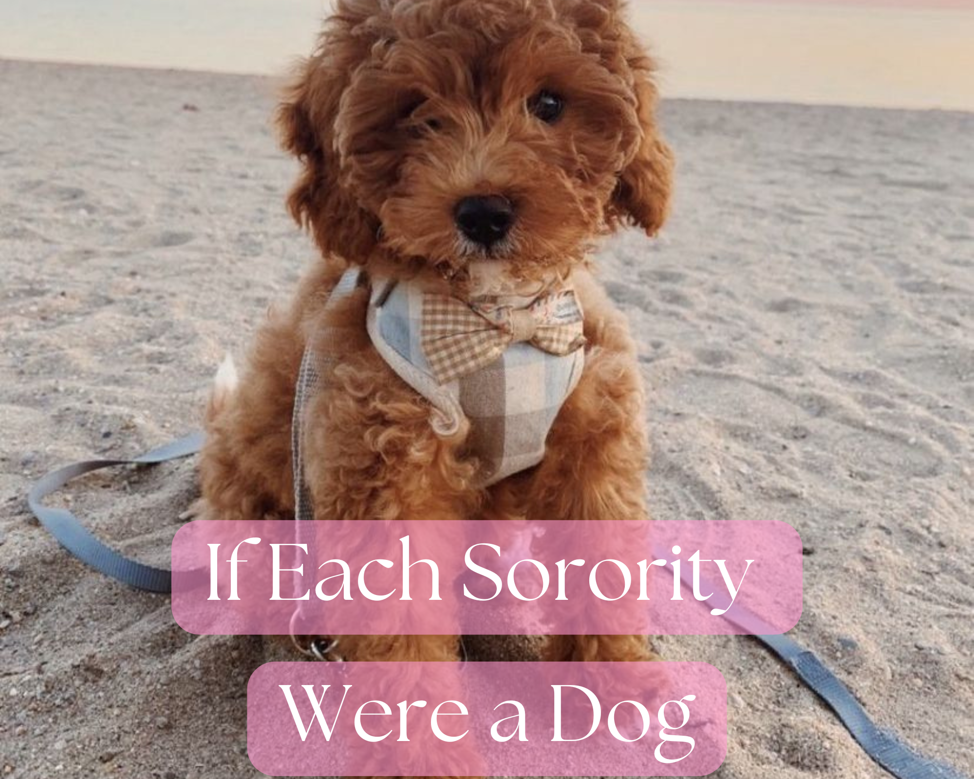 🐶Sorority Dogs: If Every Chapter Had a Mascot with Four Legs and a Whole Lot of Personality